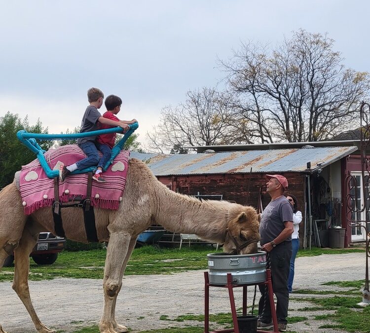 Kindergarten students visited the Oasis Camel Dairy