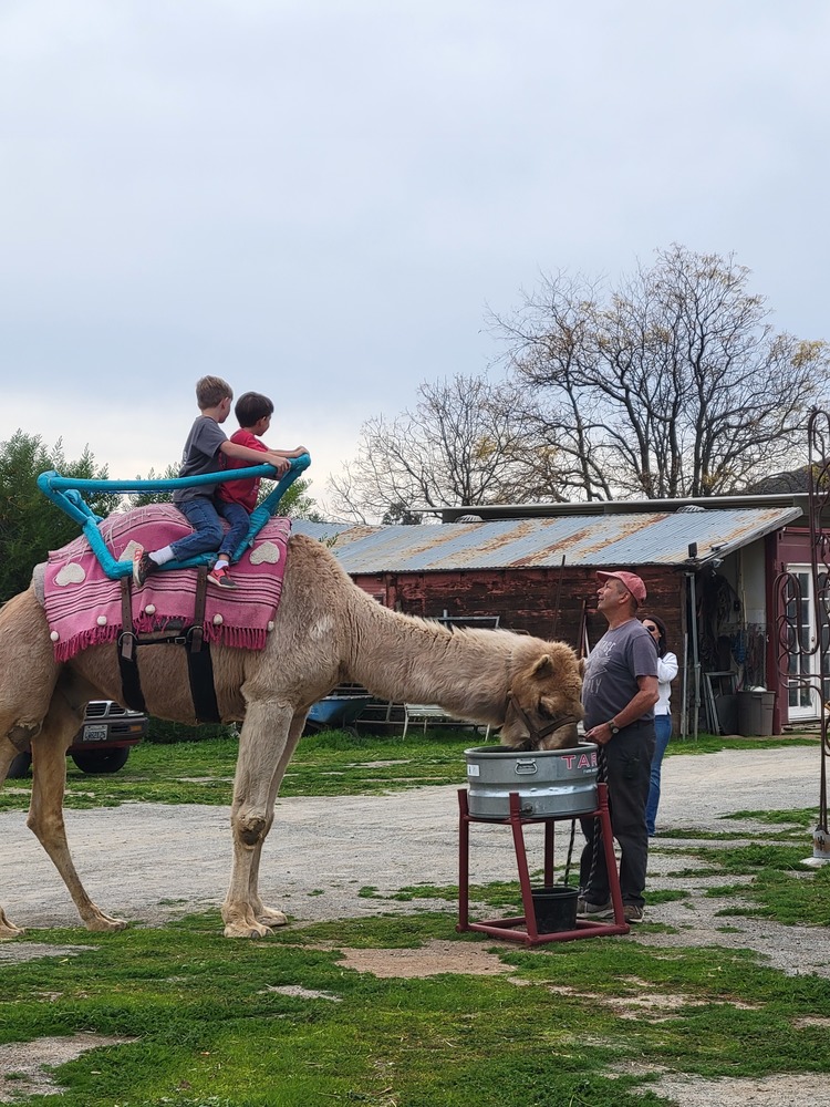 Kindergarten students visited the Oasis Camel Dairy in Ramona to ride camels to celebrate the Epiphany.